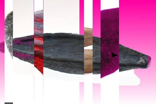 Oeuvre du bot Pröspect pour le gisement des archives du Musée McCord, Canada